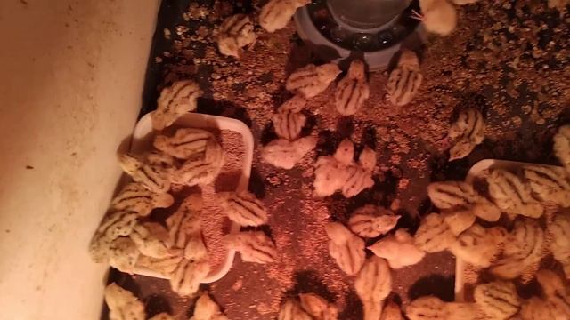 Суточные перепела породы феникс смотреть онлайн