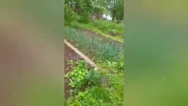 У сестры на даче гуляем! смотреть онлайн