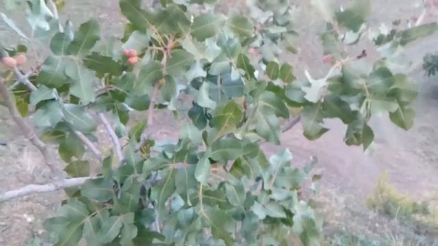 Pistacia vera pistachero смотреть онлайн