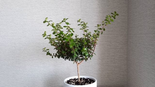 Мирсина пьет водичку смотреть онлайн