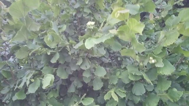 Лещина обыкновенная смотреть онлайн