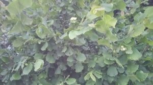 Лещина обыкновенная