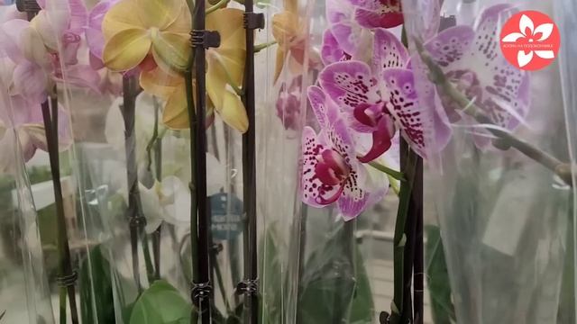 Обзор орхидей в магазине ЕвроФлор EUROflor в Москве 03.12.21 смотреть онлайн