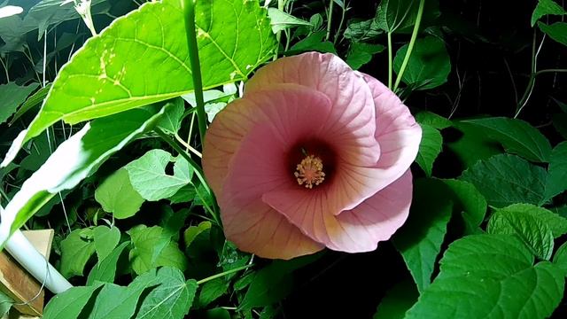 Hibiscus Moscheutos - Southern Belle Pink Virágzása