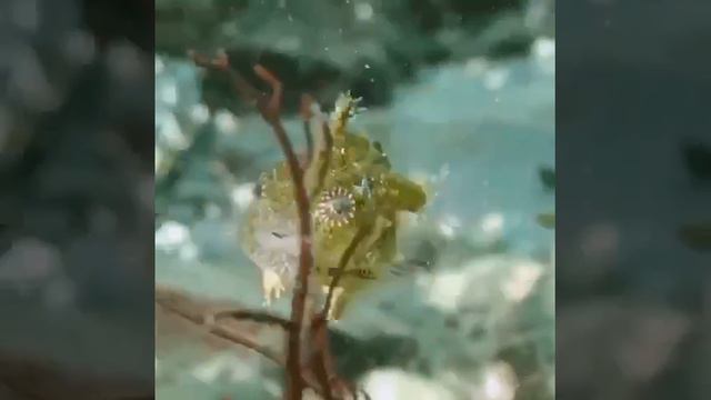 Рыба-воробей смотреть онлайн