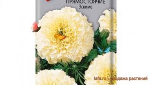 Бархатцы прямостоячая Эскимо (eskimo) ? бархатцы Эскимо обзор: как сажать семена бархатцев Эскимо