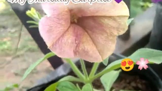 First Petunia Bloom| Rare Petunias