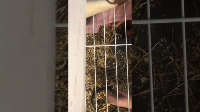 Почему морская свинка не ест сено смотреть онлайн