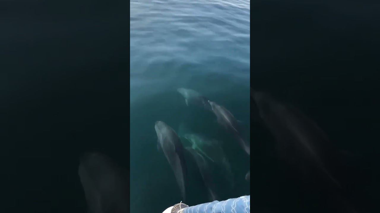 03.12.23 г. Погода Лазаревское #shorts #погодалазаревское #лазаревское2023 #погодасочи #сочи смотреть онлайн