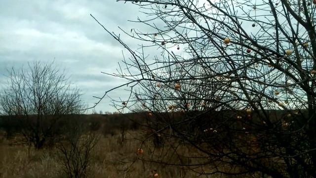 очень много яблок разных сортов смотреть онлайн