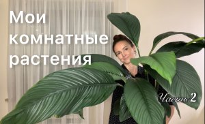 ОБЗОР | Аглаонемы | Фикусы | Тилландсия | Алоказия | Филодендрон | Спатифиллум |  2 часть