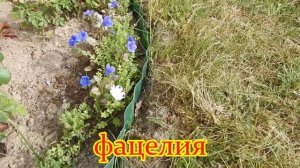 ФАЦЕЛИЯ, МЕДОВЫЙ ЦВЕТОК ДЛЯ БОРДЮРА