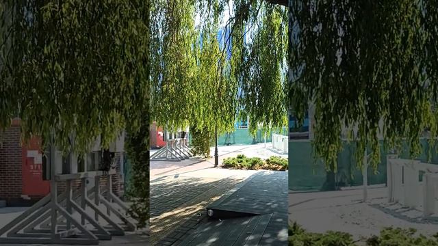 Калининград, "музей Океана", Гигантская ива на набережной. смотреть онлайн