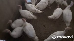 Индюшата 1 месяц 4 дня. Заметно подросли. Условия содержание и кормление.