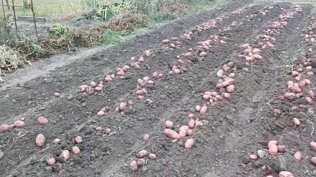 Копаем картошку мотоблоком 2022 смотреть онлайн