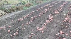 Копаем картошку мотоблоком 2022