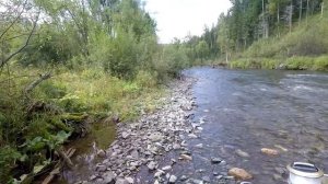 Ловля,Рыбалка на ХАРИУСА в ТАЙГЕ/Новый Маршрут/КАБАНЫ насилуют УДОЧКУ.