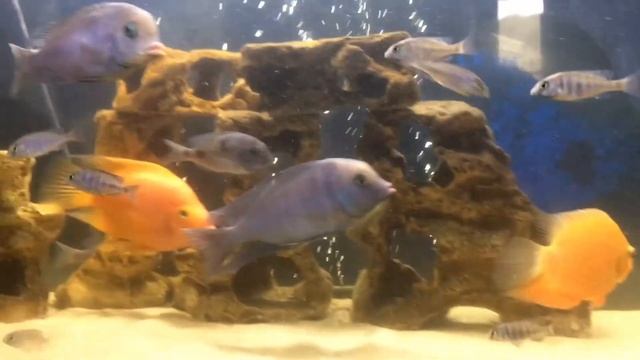 Миролюбивые цихлиды, живущие вместе смотреть онлайн