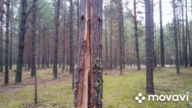 Наконец-то Томск дождался, белые грибы пошли. Ура!!! Mashrooms in Siberia 2022. смотреть онлайн
