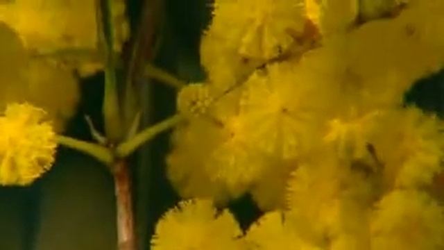 Australian Native Bush Garden смотреть онлайн