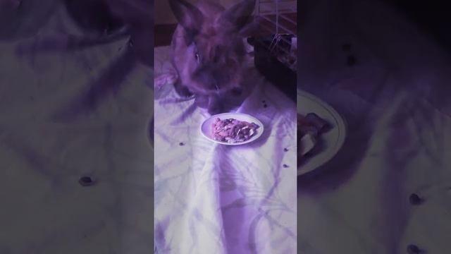 funny bunny eating/смешной кролик-заяц кушает и кайфует смотреть онлайн