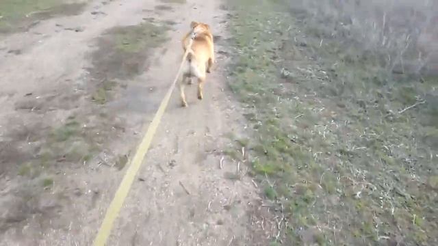 Тренировка мышц бойцовой собаки. Дубль 2 смотреть онлайн