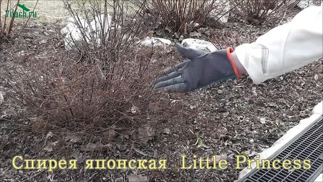 Обрезка спирей - 7 дач