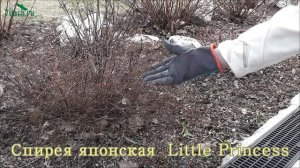 Обрезка спирей - 7 дач