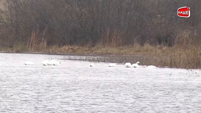Лебеди на Горевском пруду смотреть онлайн