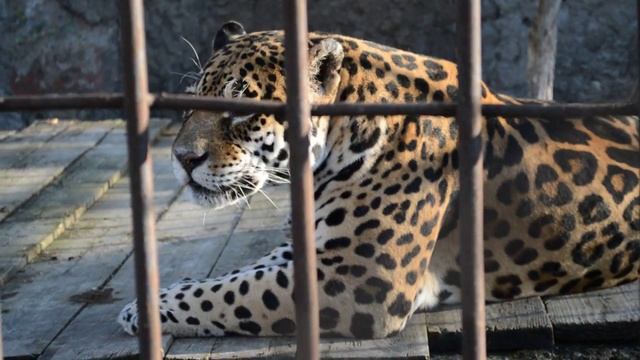 jaguar's roar – рык ягуара _ video-0699 смотреть онлайн