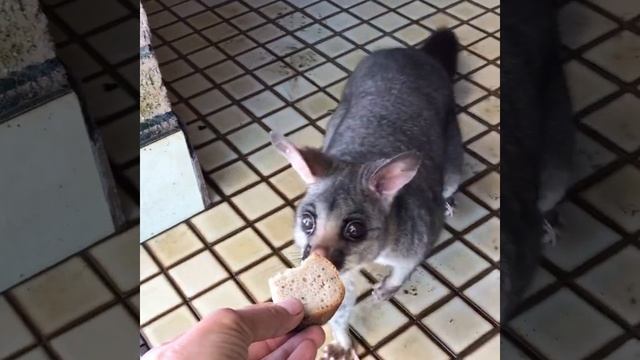 Дикие звери в Австралии. Possum. Австралийский поссум. смотреть онлайн