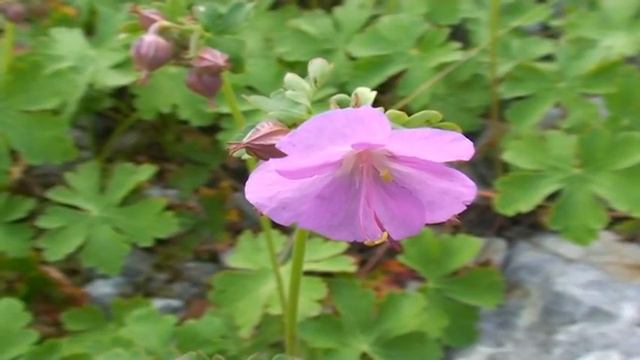 Geranium macrorrhizum @ Fiori e piante della montagna bellunese 28.07.2015 смотреть онлайн