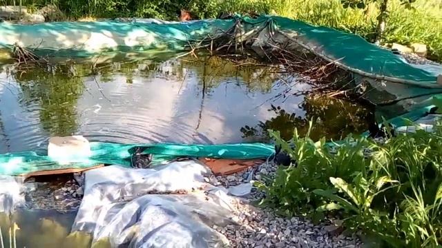 Рыба в пруду у дома нерестится и кот рыболов смотреть онлайн