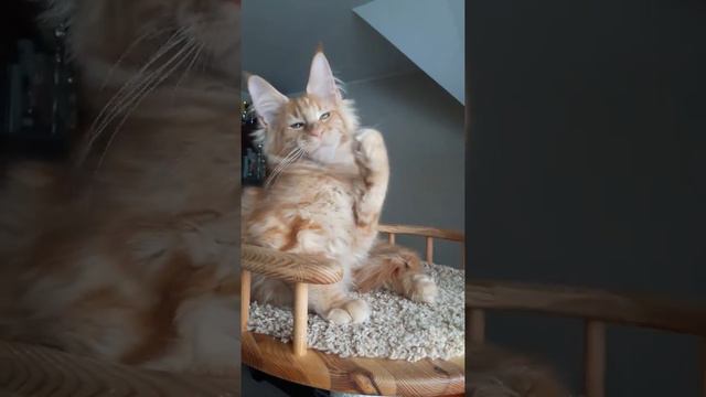 котенок мейн кун из питомника Страна Гуллверов - Country Gulliver's S2 смотреть онлайн