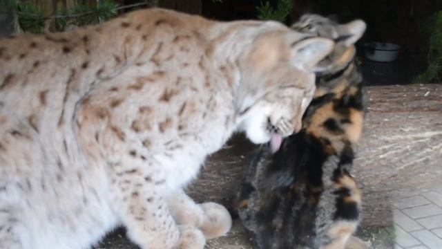Домашняя кошка Дуся, и её подружка рысь Линда смотреть онлайн