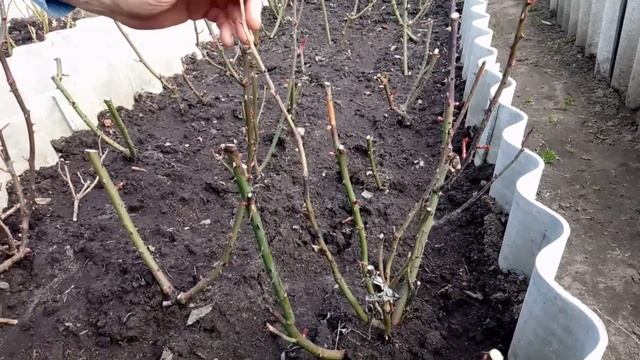 Весенняя обрезка роз смотреть онлайн