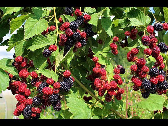 Ежевика Вождь Джозеф смотреть онлайн