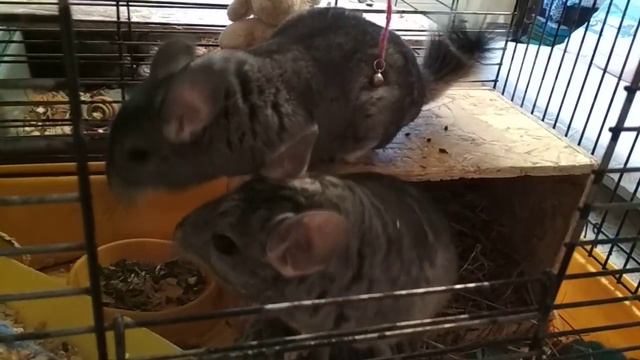 Знакомство шиншиллы!!!))) смотреть онлайн