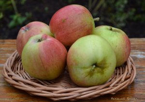 Штрейфлинг - сорт яблони