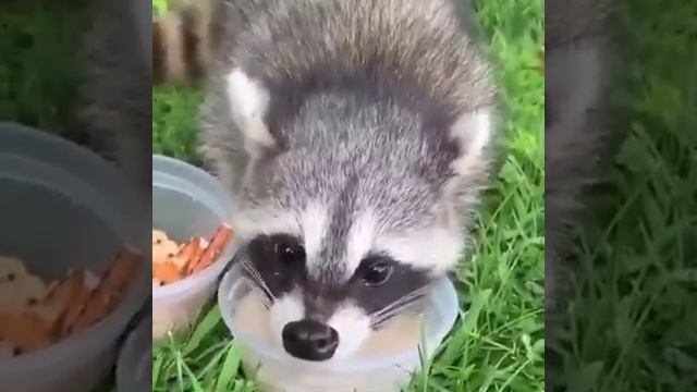 Raccoon drink milk | Енот пьет молоко | Raccoon Lovers | Любители енотов #Shorts смотреть онлайн