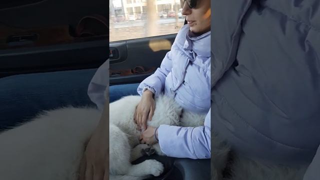 Маленькая Овчарка Впервые едет в Машине. смотреть онлайн