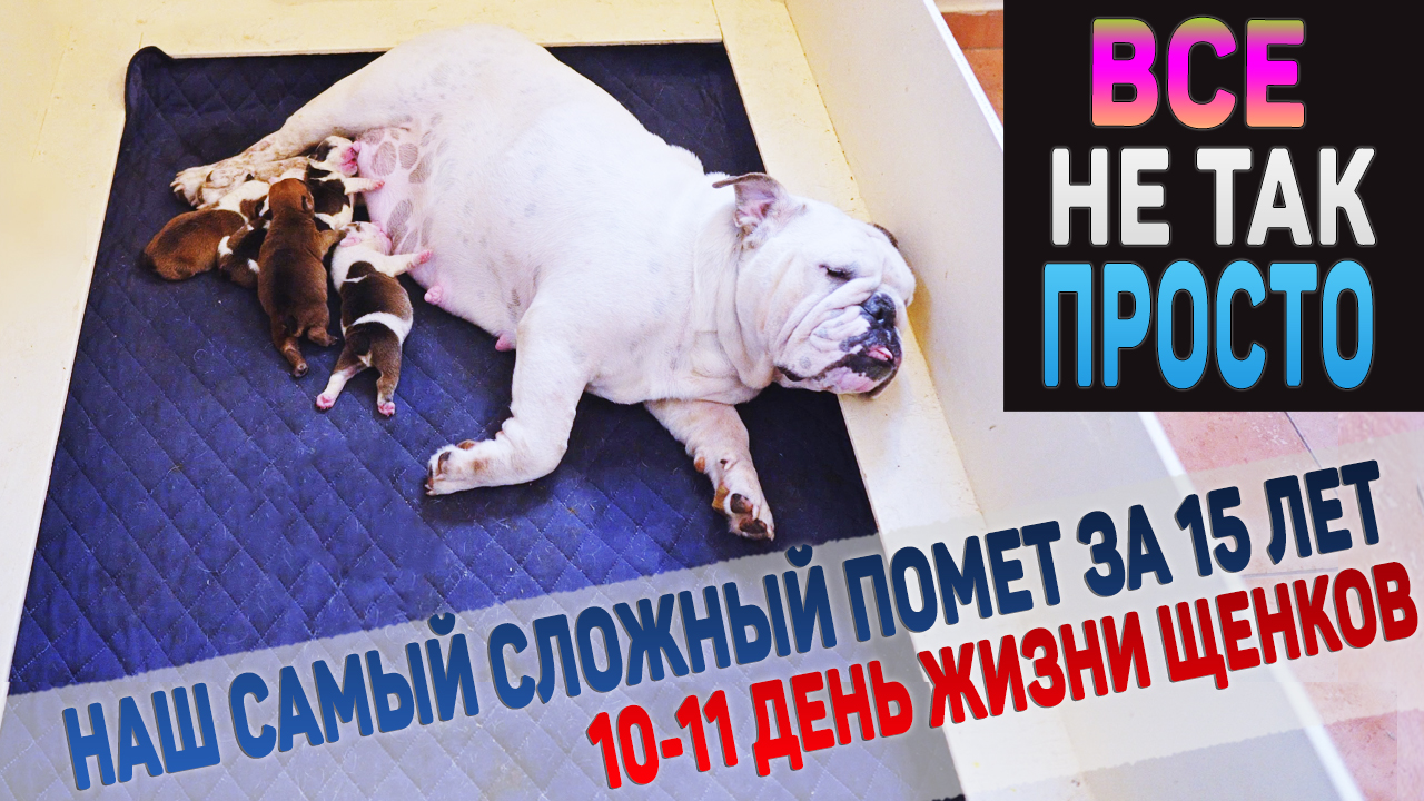 Заканчиваем с Английскими Бульдогами? Очень сложный помет щенков! смотреть онлайн