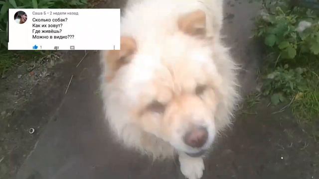 СОБАЧИЙ ВОПРОС-ОТВЕТ С ДАРСИ / family pet's смотреть онлайн