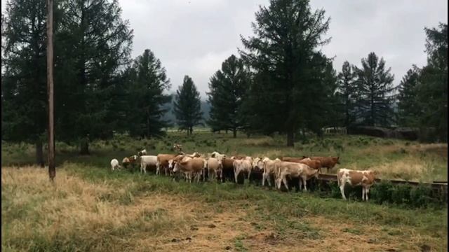 Бычки и телки породы симментал смотреть онлайн