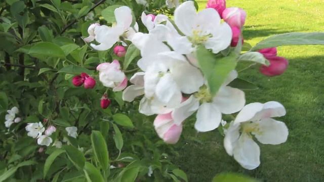 Canon Powershot SX230 Macro Video of an apple blossom смотреть онлайн