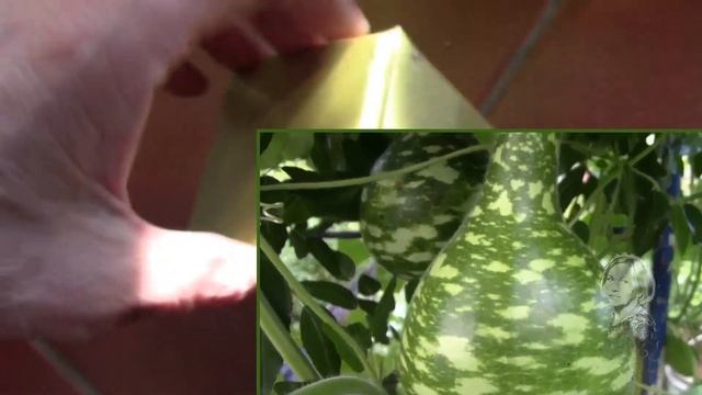 КАК ХРАНИТЬ СЕМЕНА РАСТЕНИЙ!? смотреть онлайн