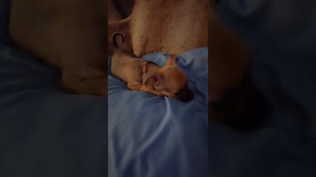 puppy with very cute tail смотреть онлайн