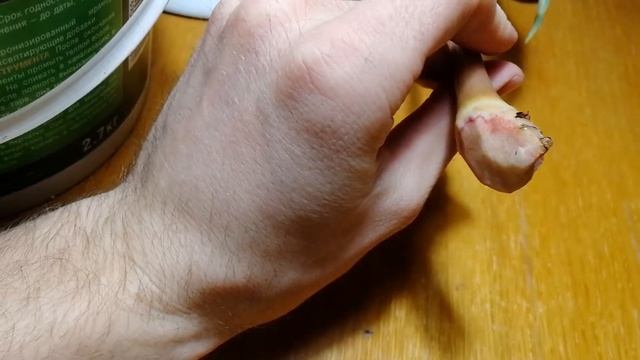 Спасение алоказии с уценки. Укоренение алоказии.