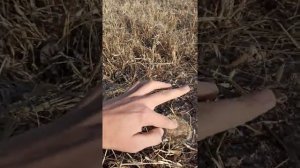 Павловния! Почему делается Технический срез на Павловнии? #Павловния #Техническийсрез #Узбекистан