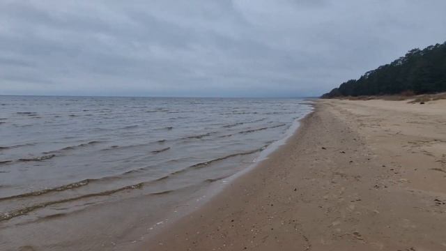 Эстония.Чудское озеро.Природа в Эстонии осенью. Семейный дачный влог.Птицы в нашем лесу.Релакс виде